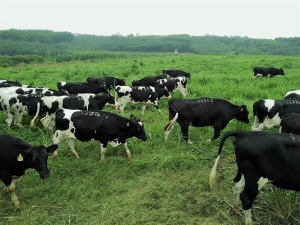 Lâm Đồng: Phát triển bò sữa và bò thịt cao sản