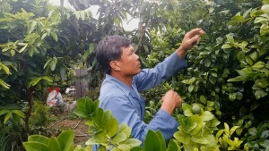 Hốt bạc nhờ trồng chanh bông tím trái vụ