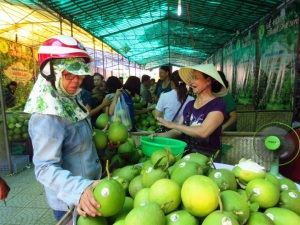 Thừa Thiên - Huế: 8,7ha thanh trà Thủy Biều được chứng nhận VietGAP