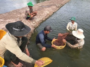 Ông Trần Trung Hiền, Giám đốc Sở NN-PTNT tỉnh Trà Vinh:
Ngành thủy sản phát triển đồng bộ cả về 3 mặt