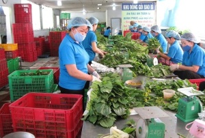 HTX kiểu mới tiêu biểu: Thu 18 tỷ đồng từ rau sạch 