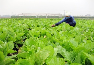 Phát triển 15.000 HTX, liên hiệp HTX nông nghiệp hoạt động hiệu quả: Đẩy mạnh tuyên truyền