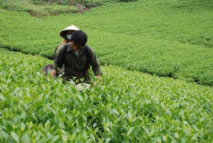 Ngăn chặn sự suy thoái vùng chè Yên Bái