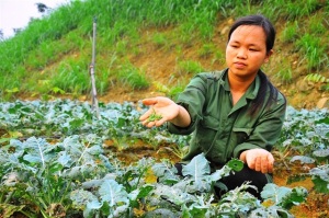 Sản xuất hữu cơ, học từ những thất bại