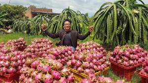 Thanh long sạch, hướng đi tất yếu để xuất khẩu