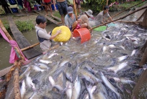 Hướng đến phát triển cá tra bền vững