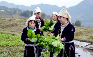 Nông sản sạch trên đỉnh Hồng Thái