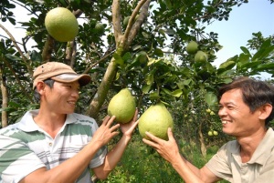 Thời điểm bước ngoặt của sản xuất cây ăn quả có múi