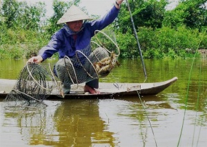 Hiệu quả nuôi tôm nước tĩnh 