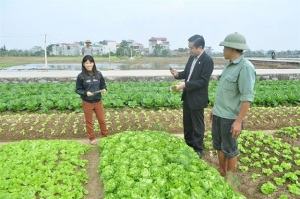 Phát triển chuỗi rau an toàn