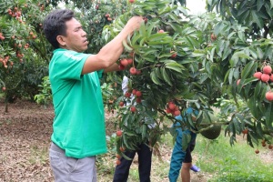 Vải sạch hút khách