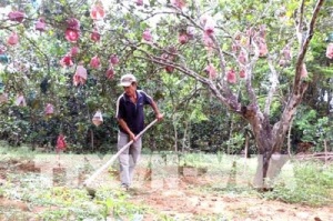 Bình Định phát triển bưởi da xanh theo hướng bền vững