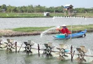 Nuôi tôm sú bán thâm canh đảm bảo ATTP