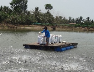 Trang trại trăm tỷ giữa sông Hậu