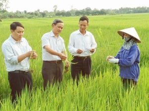 Xử lý rơm, rạ thành phân bón hữu cơ ngay tại ruộng