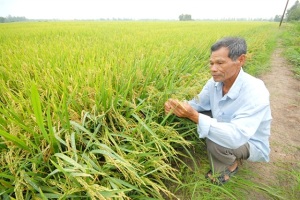 Sử dụng phân bón thông minh, tiết kiệm một nửa