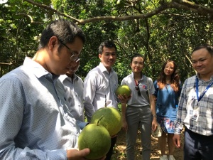 Bưởi sạch Mỹ Thạnh An trở thành bạn hàng thường xuyên của hệ thống siêu thị MM, Vin Mart
