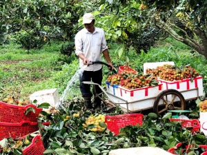 DN đặt hàng nông dân nguồn trái cây, rau củ quả tươi đưa vào siêu thị