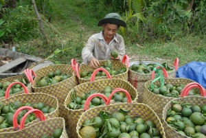 Phân bón hữu cơ sinh học, giải pháp cho nhà nông