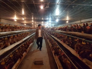Cầu kỳ trang trại nuôi gà hướng tới đẻ trứng Omega 3