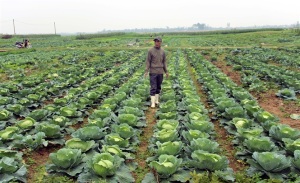 Nỗi lo đầu ra rau an toàn