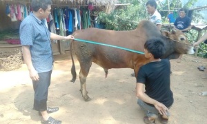 Tập huấn kỹ thuật nuôi vỗ béo bò