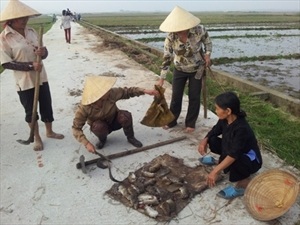 Những dịch bệnh hại cần chú ý trong tuần (từ 28/12 - 3/1) 