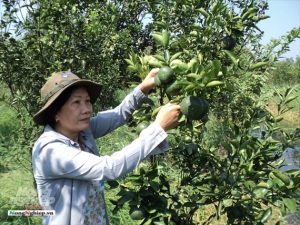 Tăng cường liên kết phát triển cây ăn trái xuất khẩu
