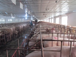 Tập huấn nuôi lợn thịt VietGAHP