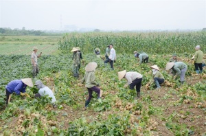 Canh tác củ đậu theo hướng VietGAP