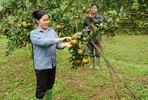 Hồi sinh vùng cam sành Lục Yên