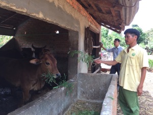 Cải tạo đàn bò bằng phương pháp thụ tinh nhân tạo