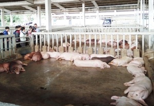 Tiêu hủy 80 con heo ăn chất cấm Salbutamol