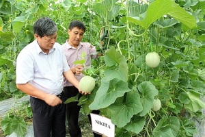 Bắc Giang triển khai sản xuất vụ mùa