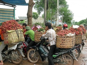 Vải thiều Bắc Giang được giá, thị trường tiêu thụ không quá khó