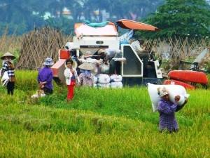 1/7/2016, bắt đầu tổng điều tra nông thôn, nông nghiệp và thuỷ sản