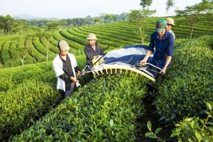 Thúc đẩy liên kết sản xuất chè bền vững