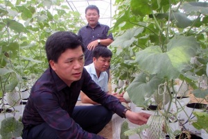 HTX trồng dưa lưới công nghệ cao đầu tiên ở miền núi Con Cuông