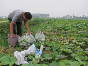 Cây bí đỏ 