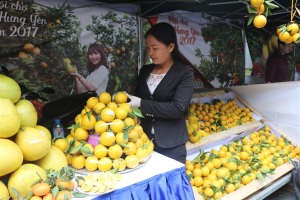 Hưng Yên quảng bá cam an toàn VietGAP và GlobalGAP