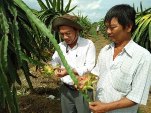 Xuất khẩu trái cây tiếp tục bùng nổ: Nhà vườn hào hứng đầu tư