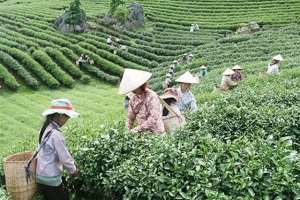 Sơn La: Hỗ trợ HTX, DN, xúc tiến thương mại nông sản