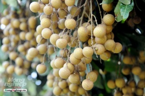 Quảng Trị: Lúa hữu cơ rộng đầu ra