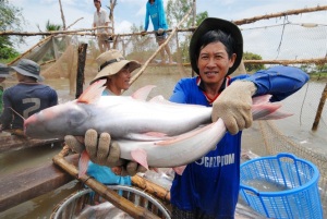 An Giang: Nghề nuôi cá tra trên đà phát triển