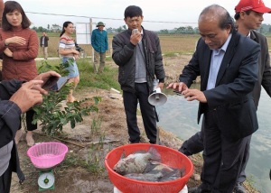 Những mô hình nuôi cá rô phi VietGAP được bao tiêu, mang lại hiêu quả vượt trội