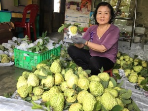 Cần nhân rộng mãng cầu na hạt lép Kim Mai