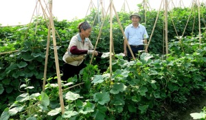 Đi đầu trồng rau hữu cơ ở Bắc Ninh