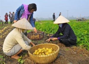 Đánh thức vụ đông: Bắc Giang thay đổi tư duy