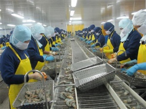 Các nhà máy chế biến chao đảo khi thương lái Trung Quốc mua tôm tận ao, giá cao