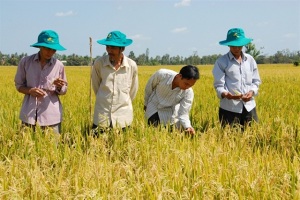 An Giang: Xây dựng vùng chuyên canh lúa – màu